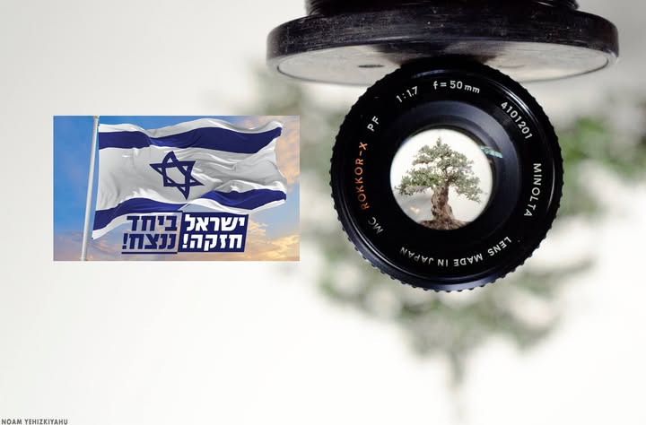 בונסאי בישראל