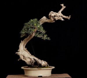 זית | Olea europaea