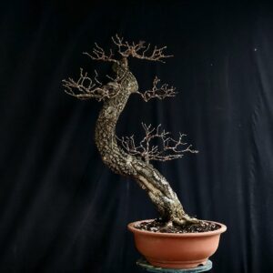 אלון מצוי | Quercus calliprinos