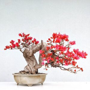 בוגנוויליה | Bougainvillea